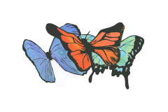 Butterflies 01