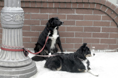 Dogs