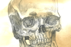 vanitas-skull